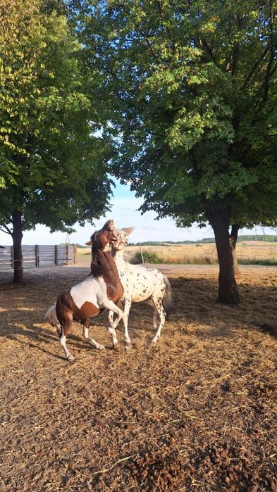 Polski kuc wierzchowy  z licencją