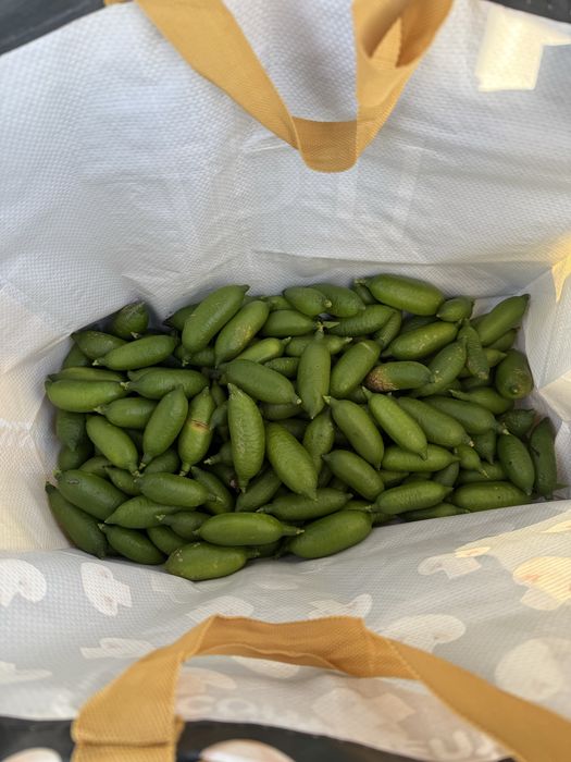 Limão Caviar produção nacional