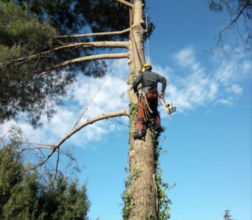 Poda de pinheiros, abate de árvores e limpeza  de terrenos!!!