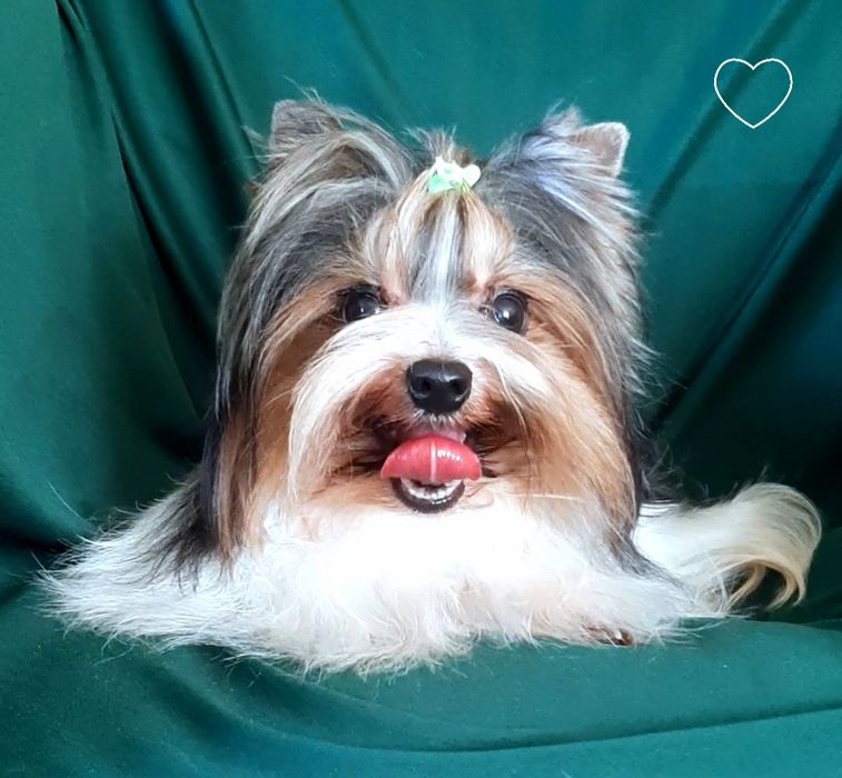 В"язка бівер йорк