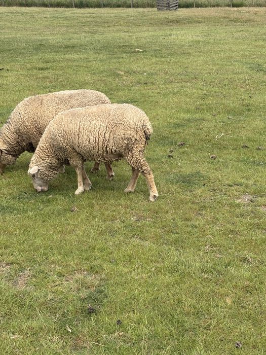 Borrega cerca de 2 anos