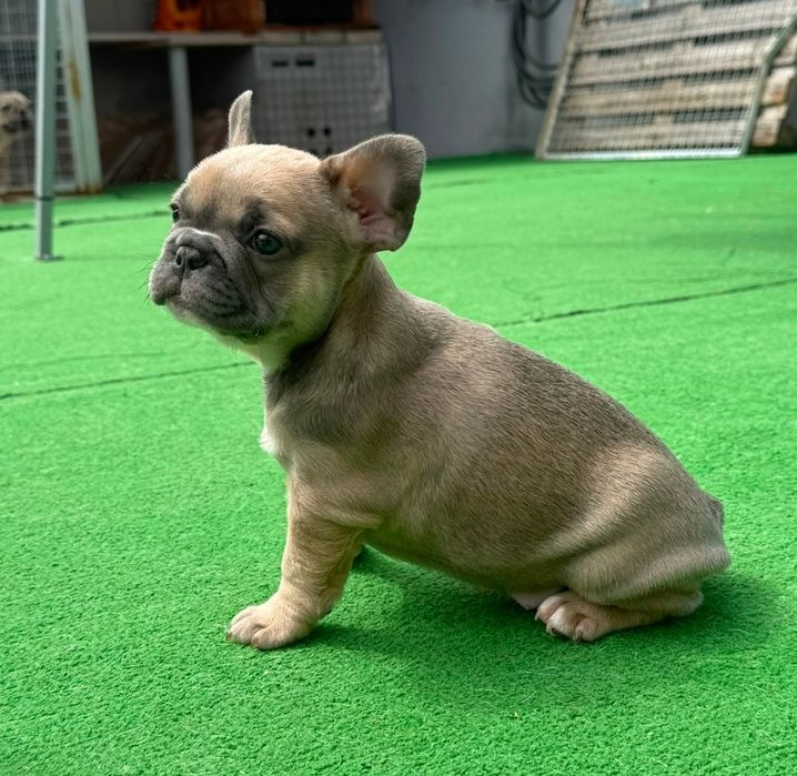 Bulldog francês fêmea blue fawn