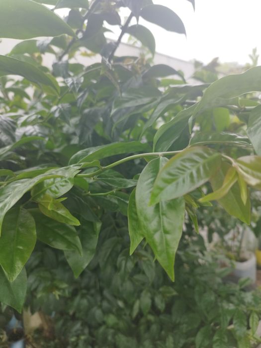 Ora prós Novis folhas