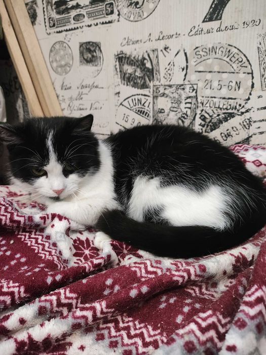 Кошенята котята (кошеня) до серця