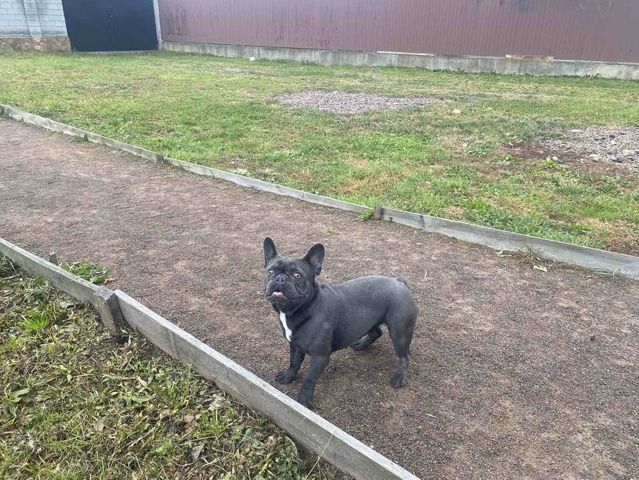 Французький бульдог