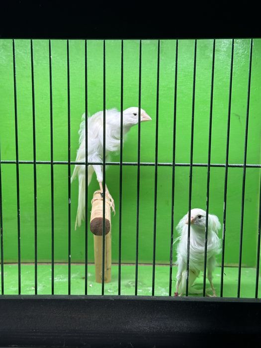 Frizados sul e norte