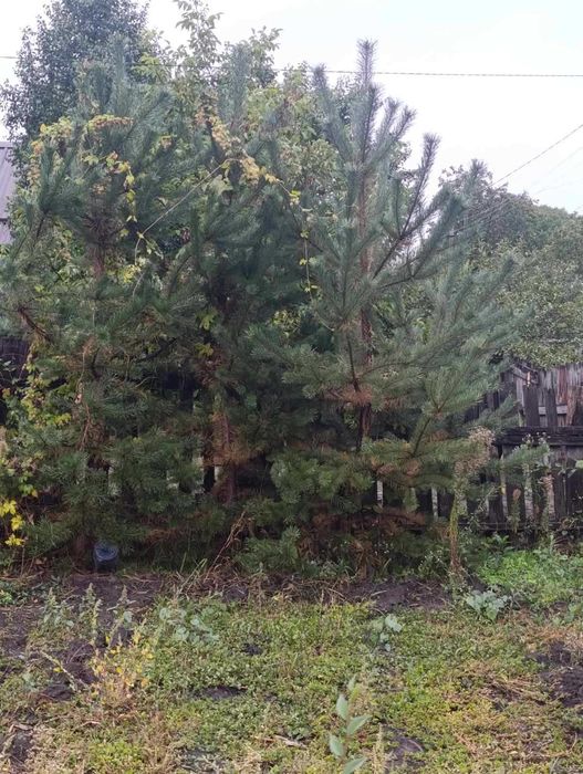 Продам дом на правом берегу