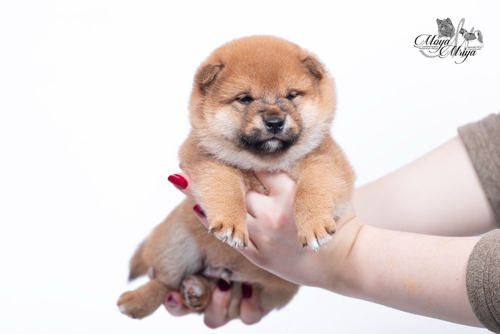Шиба іну / шиба ину / Shiba inu
