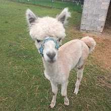 Alpaka samiec (Huacaya)