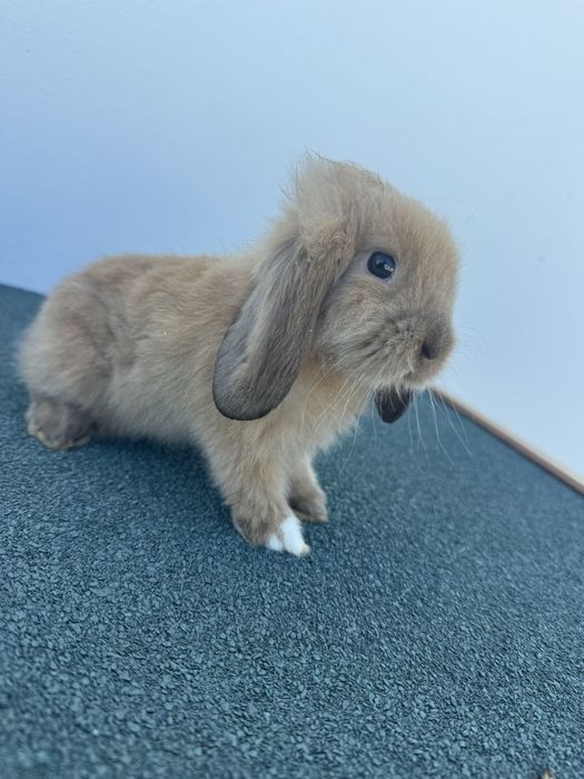 Coelhos anões com 2 meses
