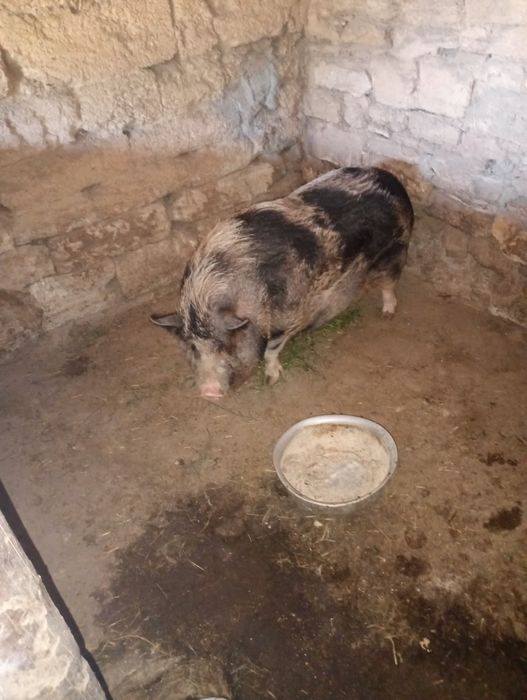 Въетнамские поросята