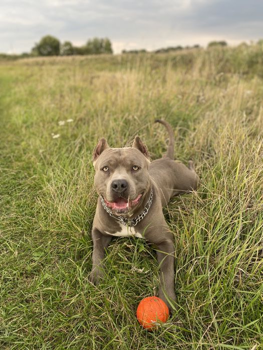 Стафф голубого окраса вязка американского стаффордширского терьера