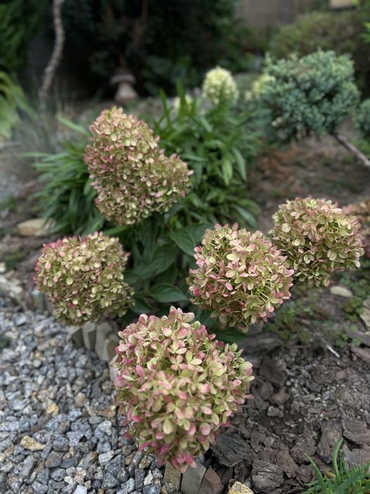 Гортензія волотиста Літл лайм