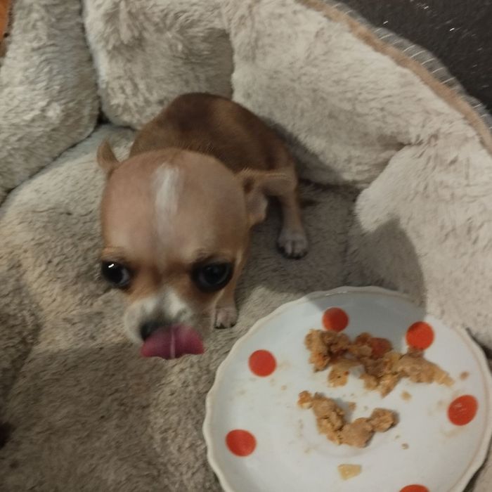 Цуценя Чіхуахуа продаю