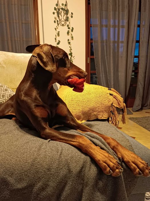 Passeios & Pet Sitting em Espinho - Cãomigo