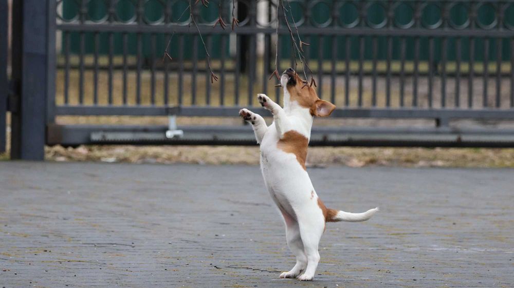 Bikolor SUCZKA JRT z hodowli BREFIO/badania genet./do odbioru