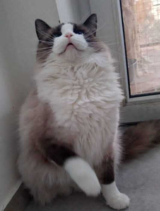 Ragdoll kotka  JOWI po przebadanych rodzicach