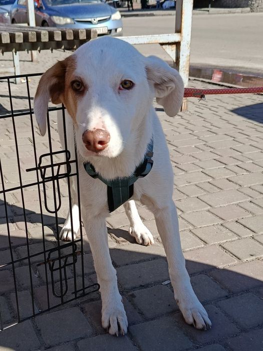 Дівчинка терміново шукає дім