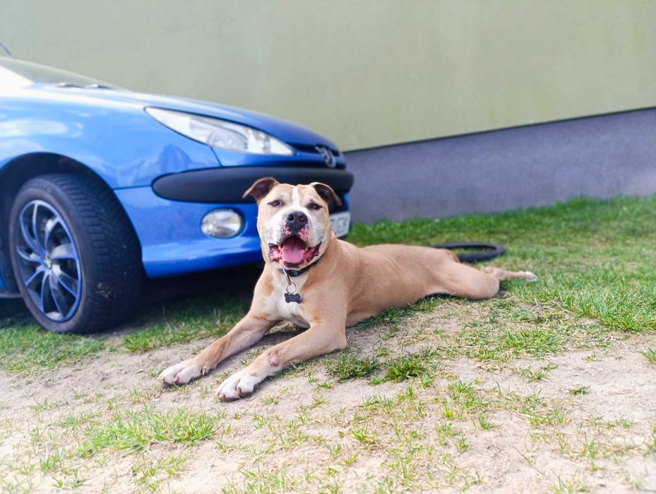 Majestatyczny amstaff