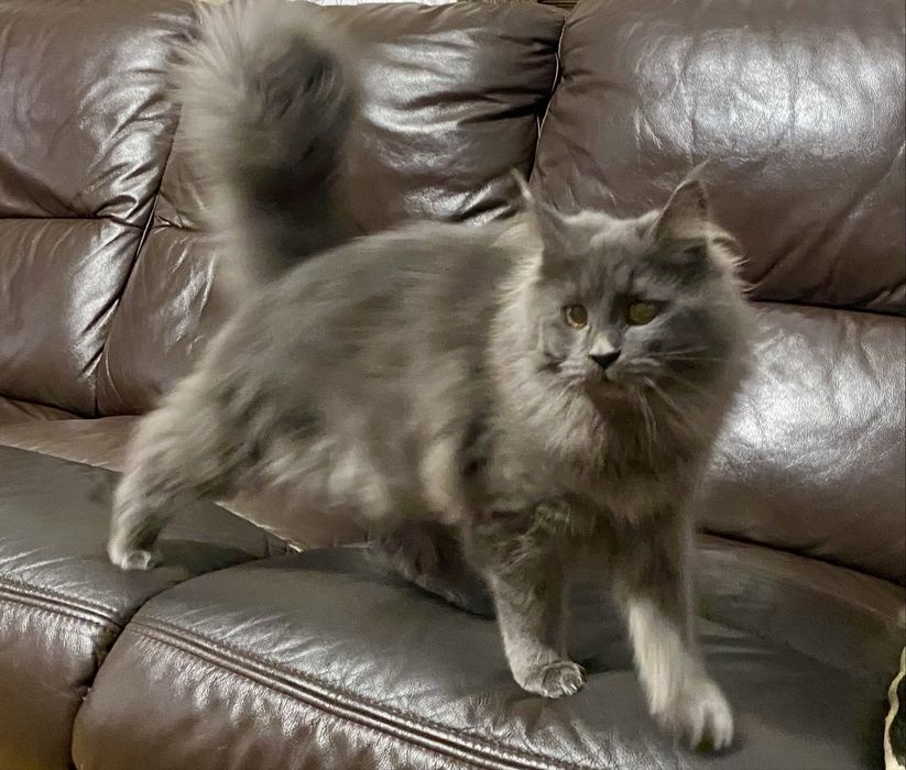 Maine coon kotka na sprzedaż z rodowodem FPL