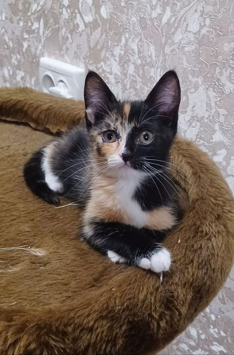 Шукаємо родину для триколірного щастя! Маленька муркотуха у добрі руки