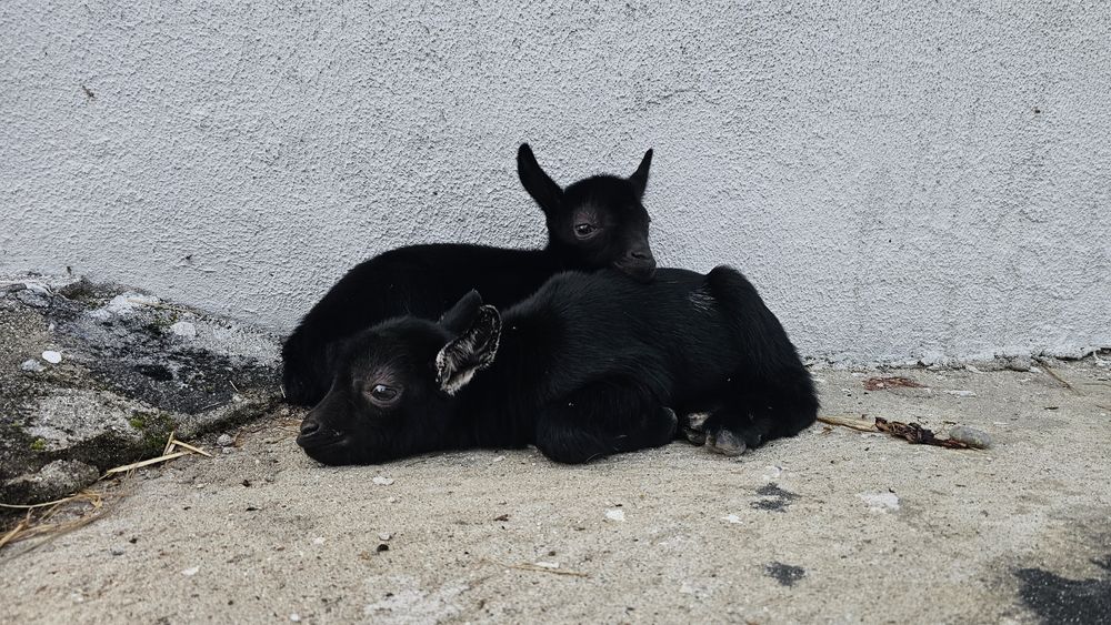 Cabrito 3 meses macho