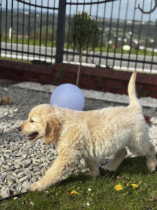 Golden Retriever