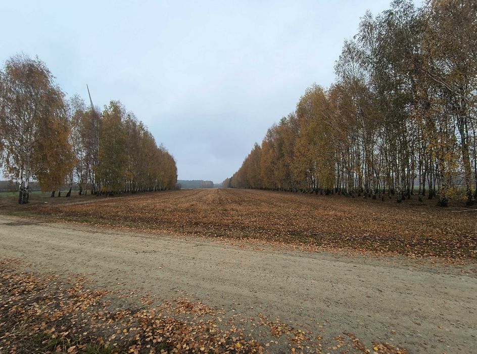 Kurówek Prądzewski, pow. bełchatowski, woj. łódzkie 1,22 ha