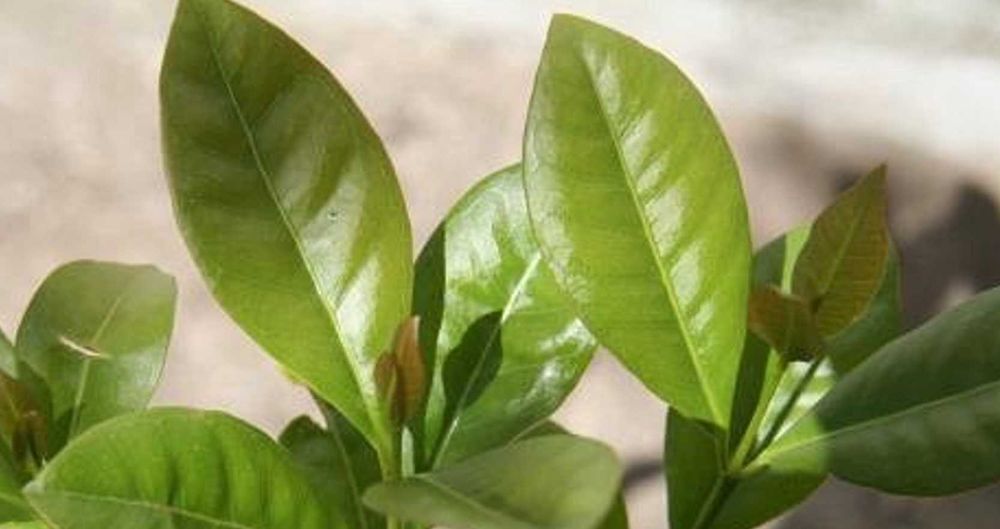 Araçá vermelho árvores