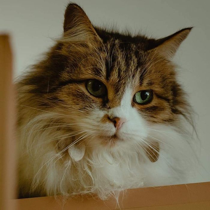 Отдам даром в добрые руки пушистую серо-белую кошечку