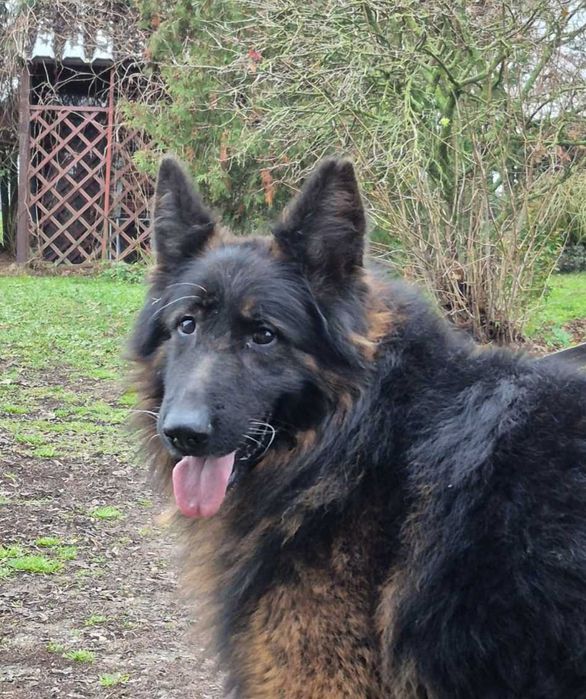 Owczarek Niemiecki Długowłosy - pies