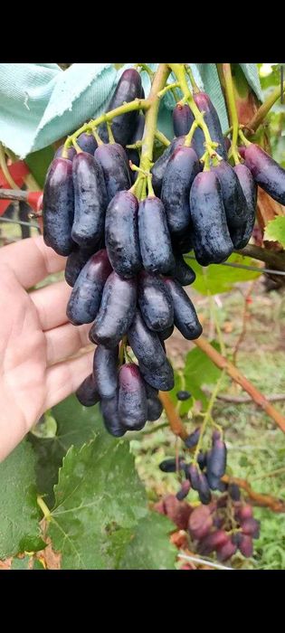 Саджанці винограду опт, роздріб.