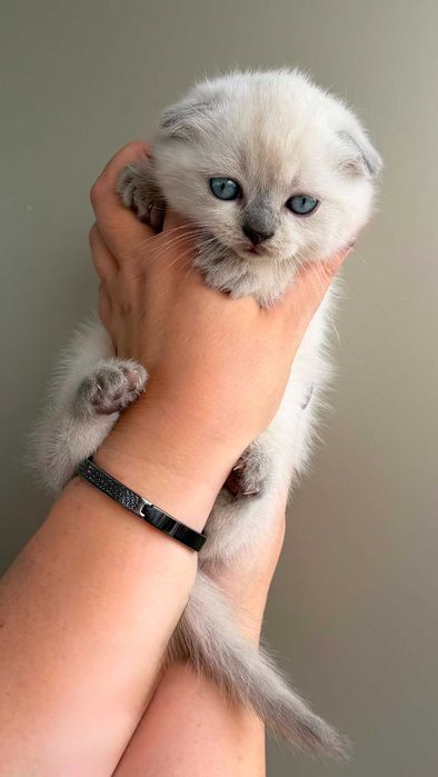 Gatinha Scottish Fold de cor Seal-Point