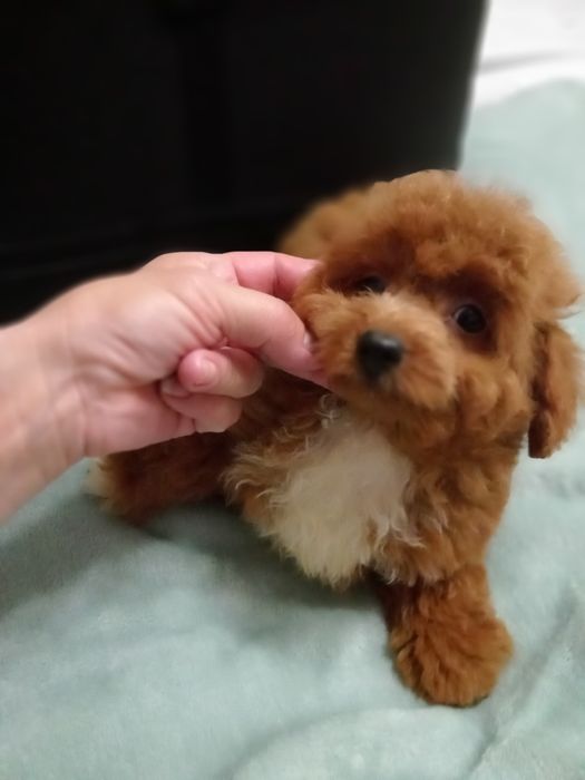 Яскравий малюк F2 Мальтіпу