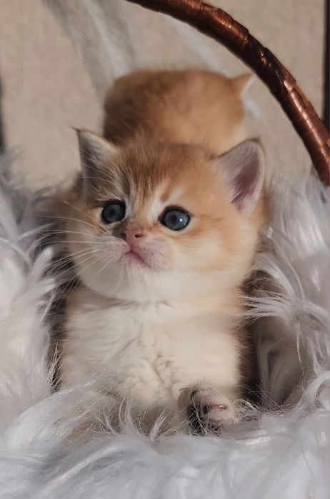 Шотландські кошенята