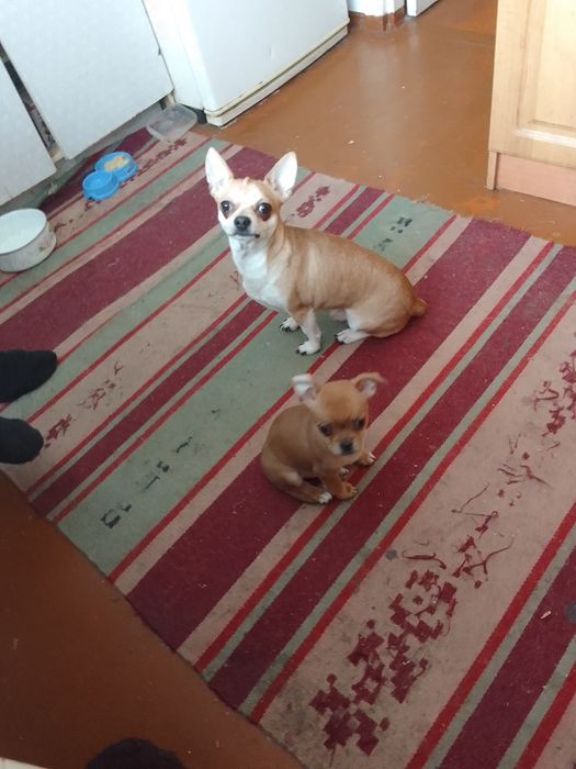 Цуценятко чихуахуа