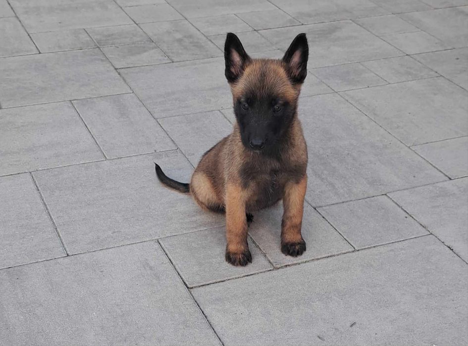 Owczarek Belgijski Malinois suczka