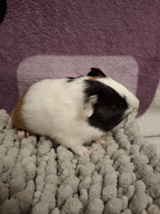 Rezerwacja Świnki morskie samiczki