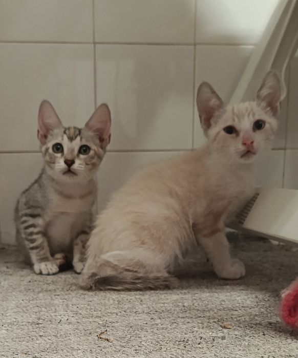 Dá-se gatinhos  lindos