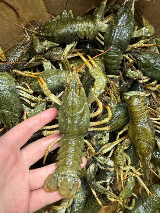 Живі раки на опт. Опт раки