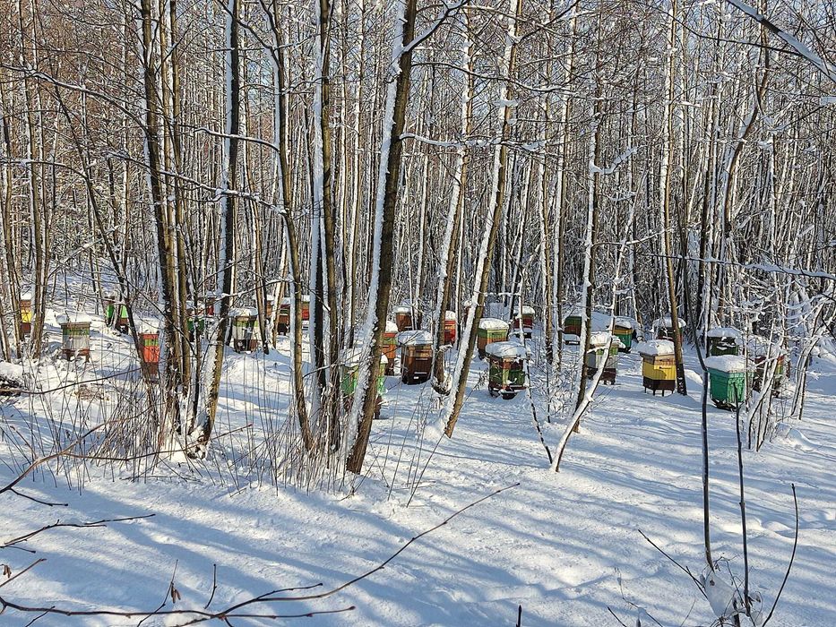 5 rodzin pszczelich z ulami sprzedam