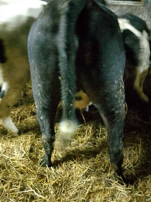 Jałówka wysokocielna