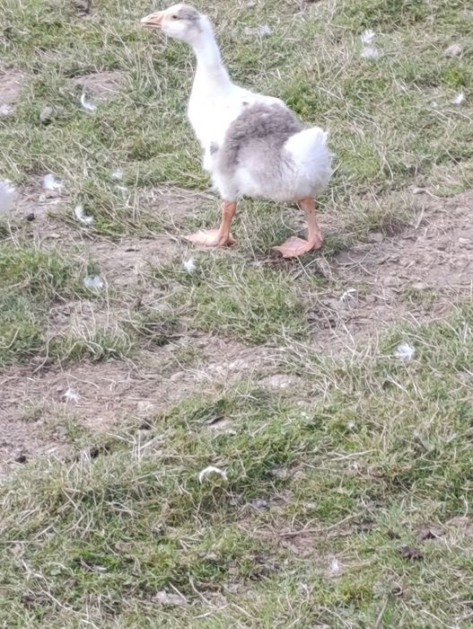 Gęsi chołmogor młode odchowane