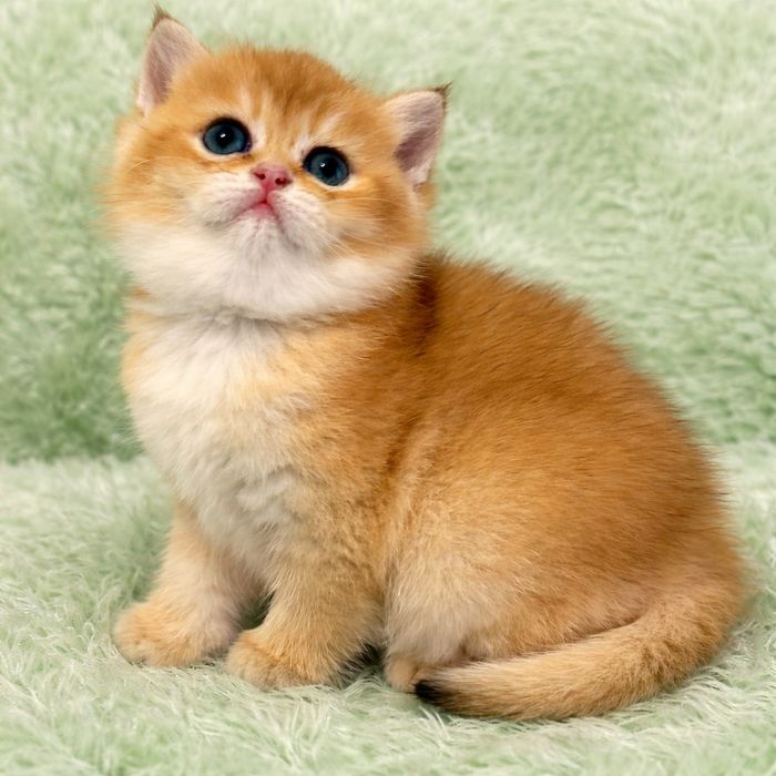 British shorthair golden chinchilla