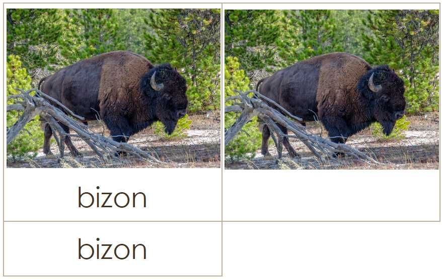 Karty trójdzielne Montessori - zwierzęta Ameryki Północnej - 20 kart