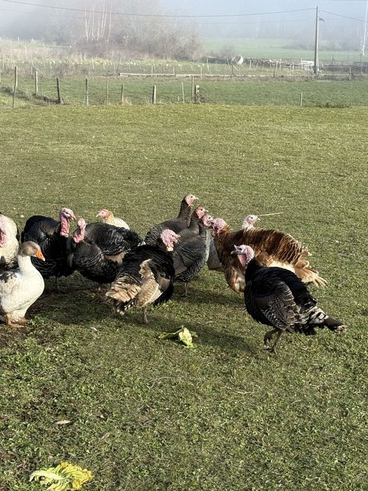 Perus machas adultos