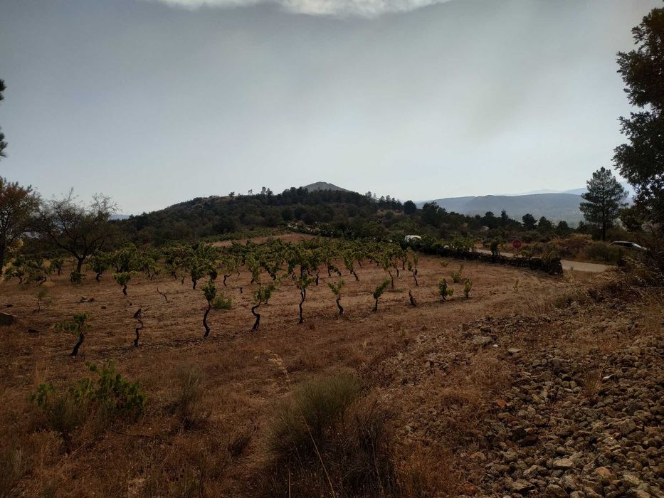 Terreno agrícola em activo.