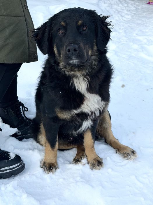 Метис ротвейлера, хлопчик. БЕЗКОШТОВНО