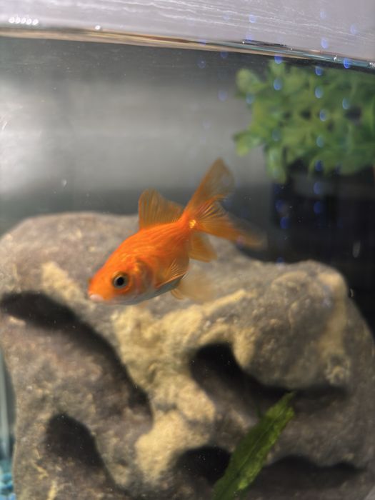 Złota rybka welonka