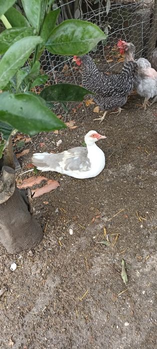 Vendo 1 pato e 3 patas